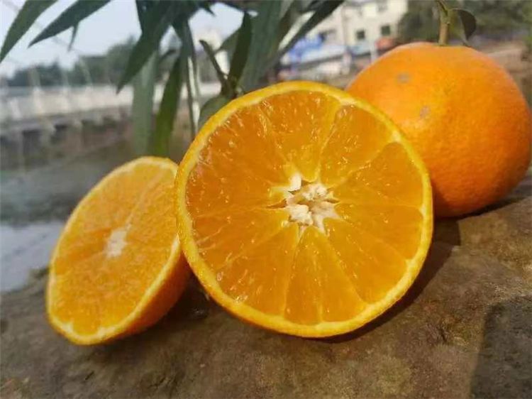 最新引进橙子品种，种植与品鉴指南